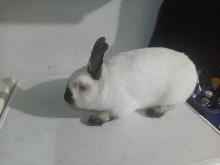 Królik samiec na sprzedaż