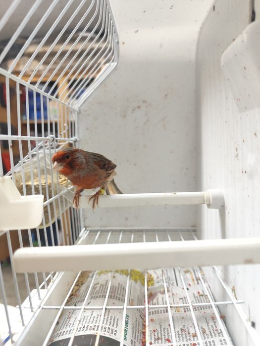 Vendo Canário   ou  Casal de Canários  (Ver descrição abaixo).