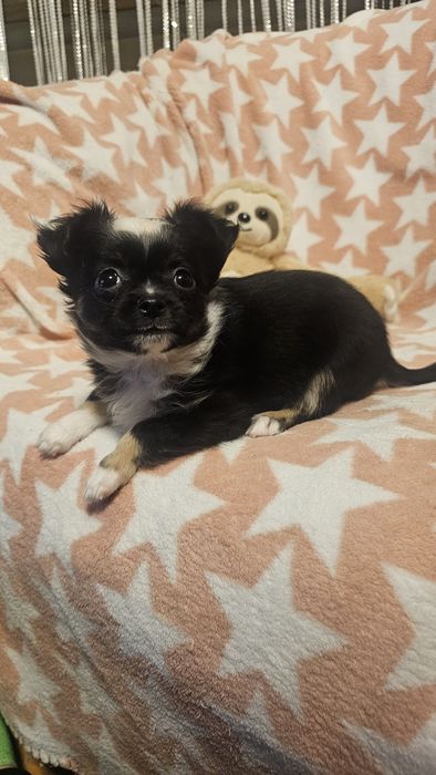 Chihuahua mini długowłosy – czarno biały piesek | łódzkie
