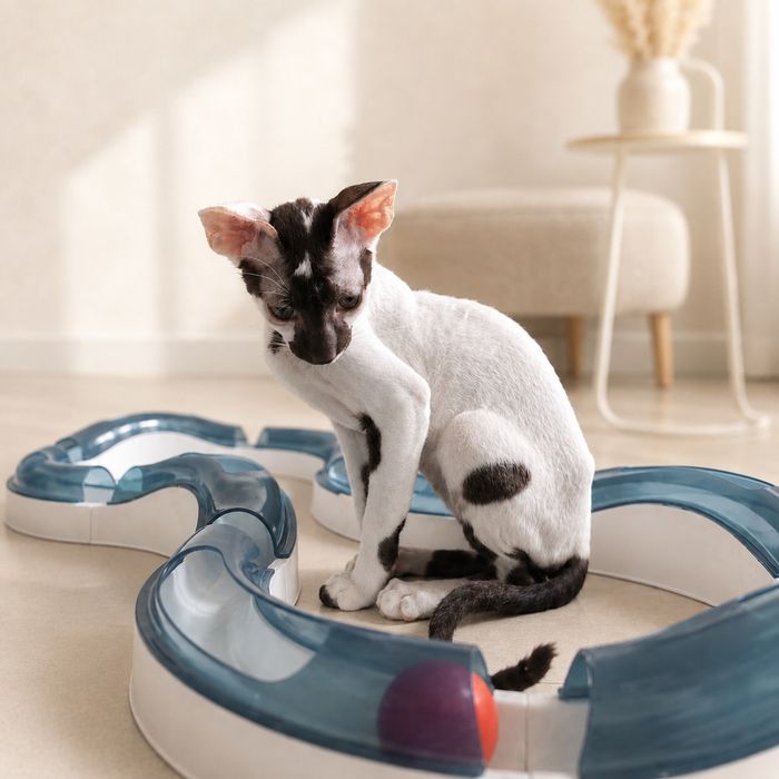 Cornish Rex – kocurek gotowy do odbioru | Rodowód FPL