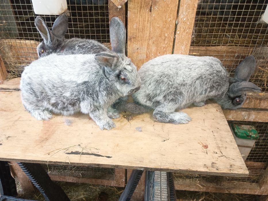 Wjs Wielki jasnosrebrzysty rodowód