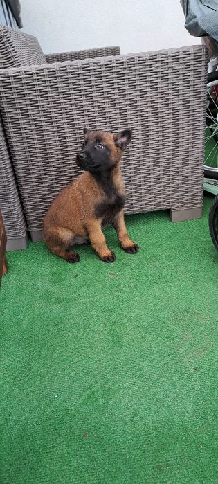 Owczarek belgijski Malinois - pies