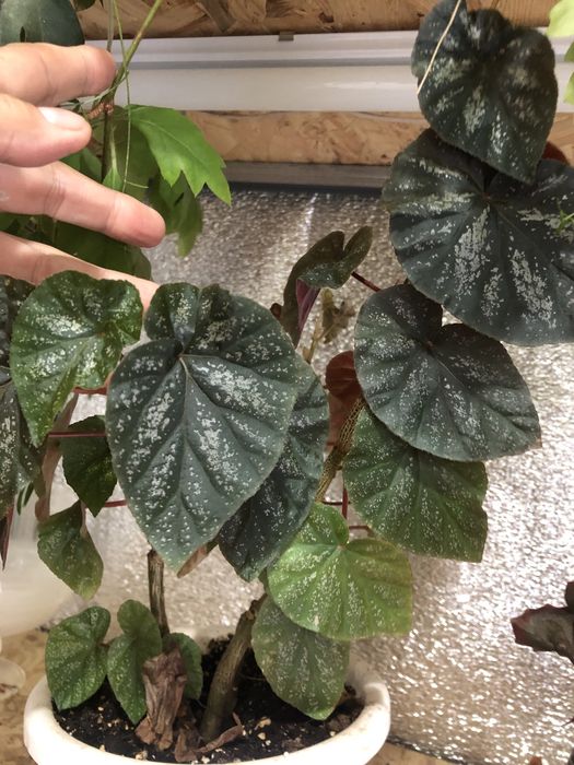 Кімнатні рослини, недорого.