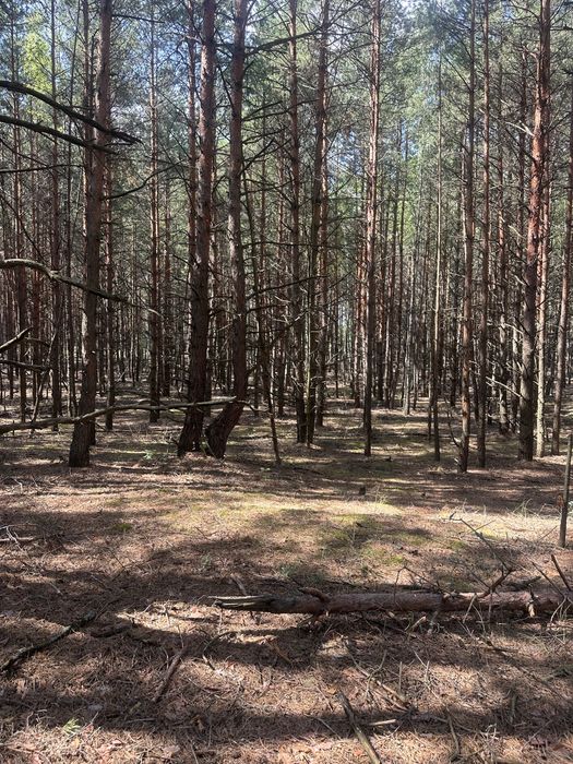 Продаж ділянки в лісі  село Сухолуччя,
