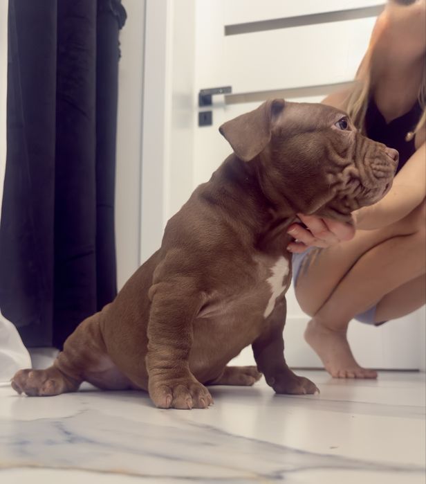 American bully pocket/standard ABKC Mocny rodowód