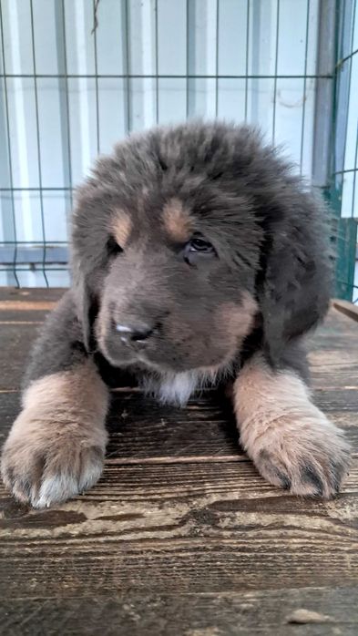 Тибетського мастифа цуценята продаж