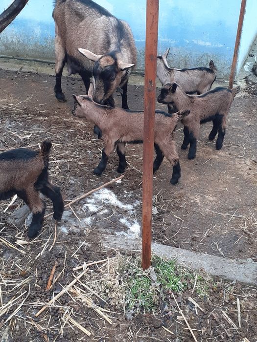 Продам козлят (альпо-чехи)