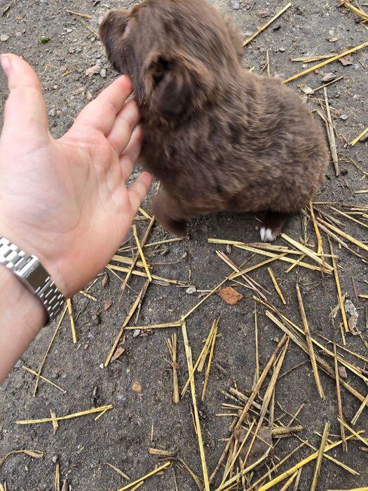 Віддам собачок в добрі руки