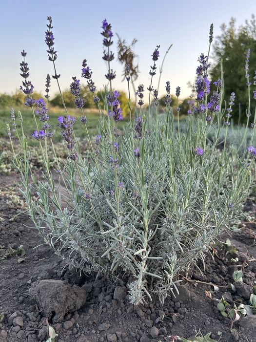 Лаванда Англійська 50 грн.