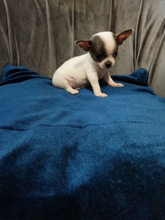 Chihuahua śliczny mini piesek !