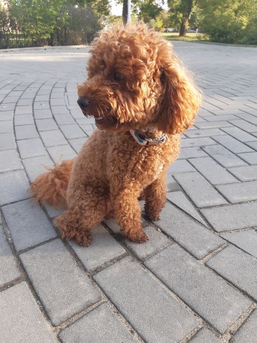 Той пудель вязка