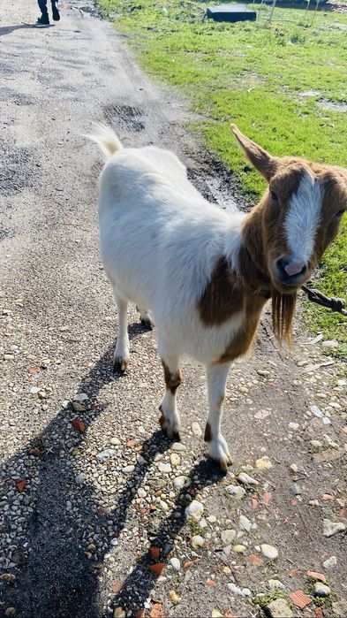 Vendo cabra raca grande com 2 anos