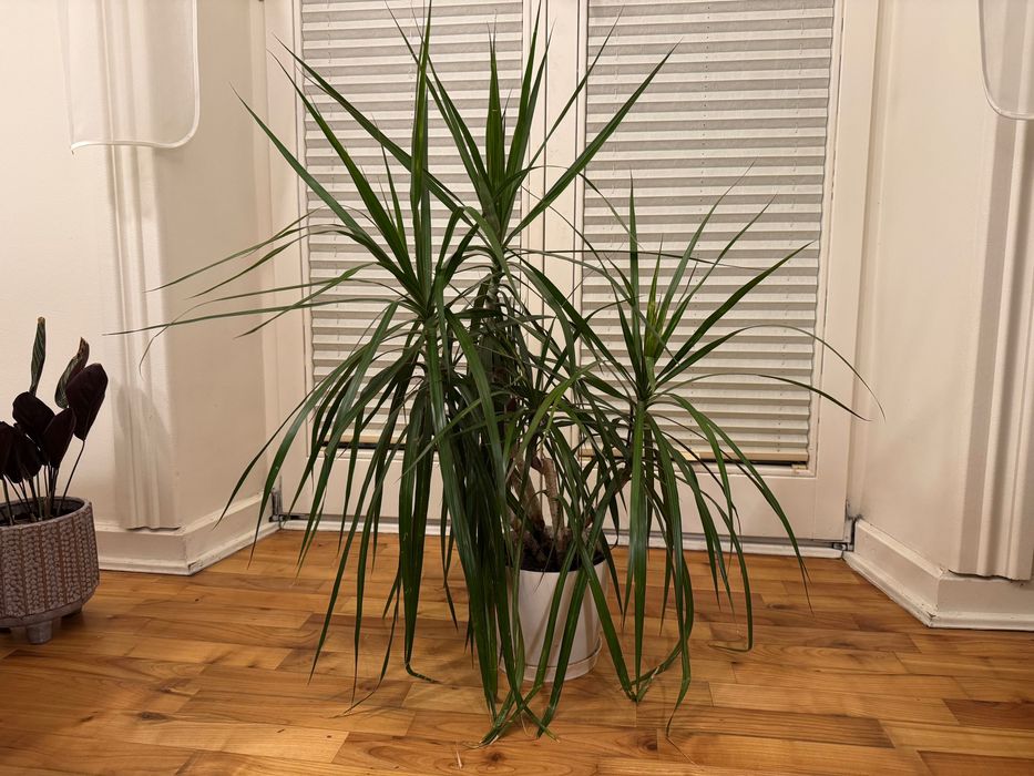 Dracena, 100cm, 5 pędów
