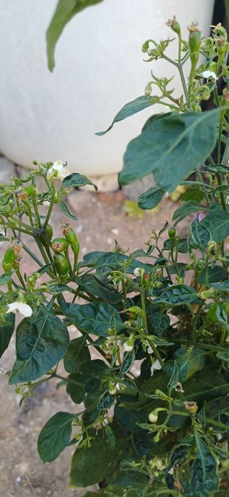 Planta Piri-Piri /Malagueta Biológica em Vaso