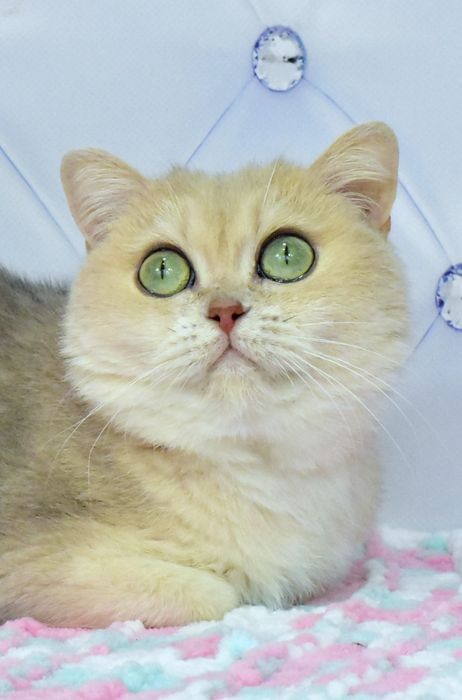 Голубая золотая шиншилла, кошечка, продажа