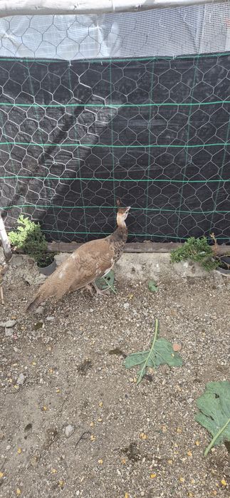 Pavão 4 meses venda