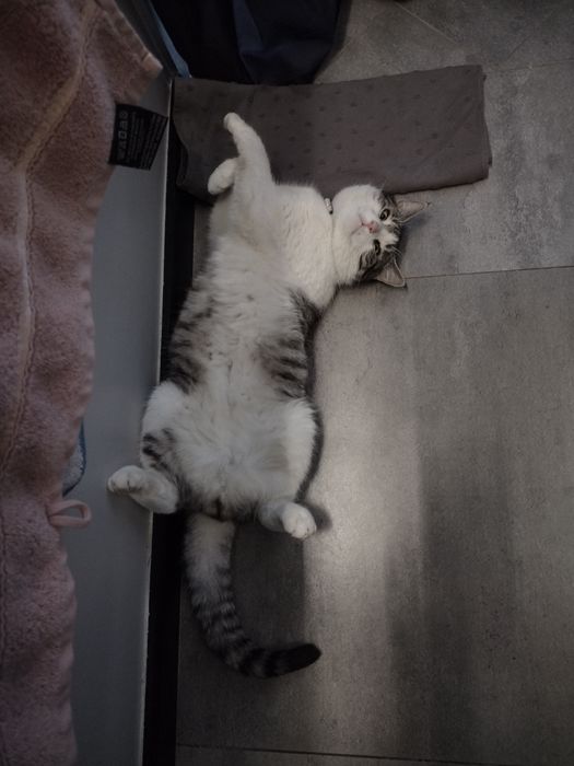 Domowy hotel dla psów