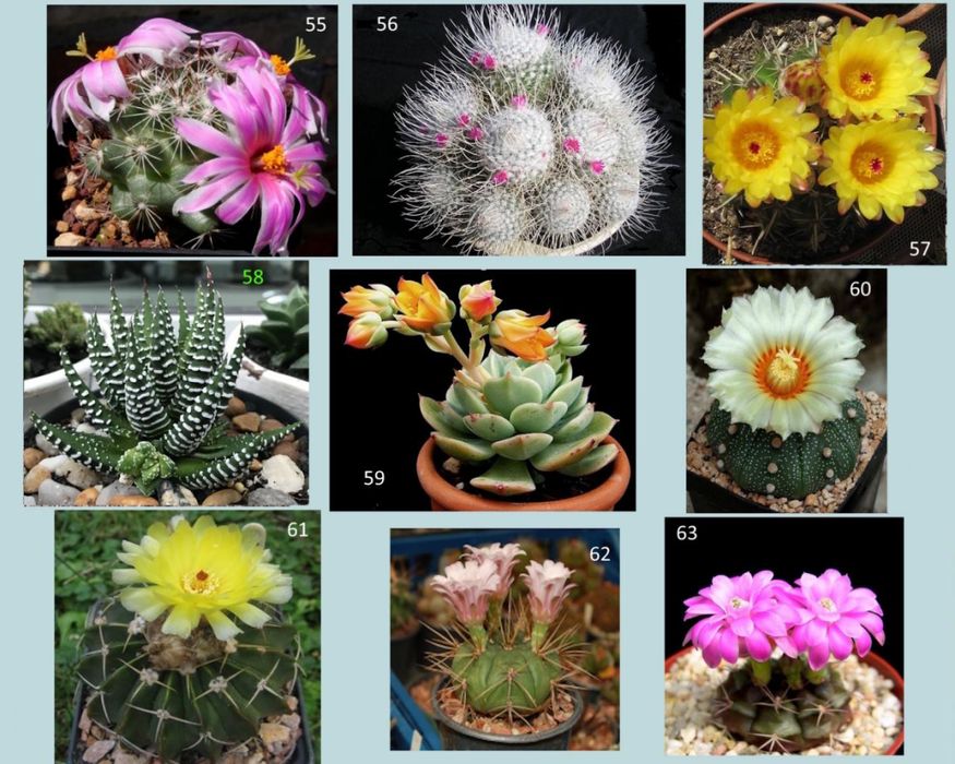 Кактуси, сукуленти для флораріума, мамілярія, гімнокаліціум+ подарунок