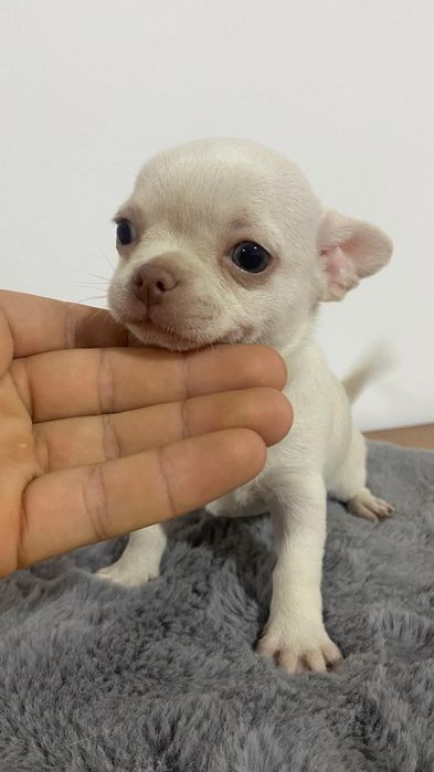 Chihuahua menino