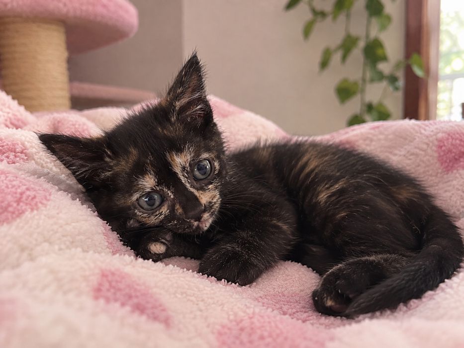 Lindas bebés de 2 meses