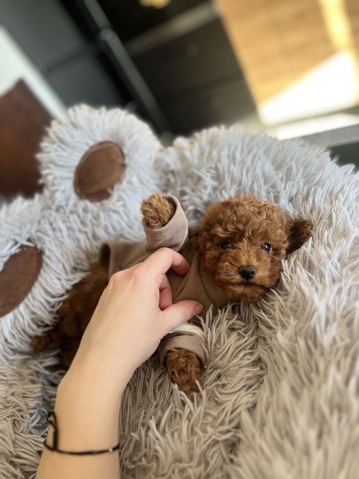 Pudel toy chłopiec gotowy do odbioru