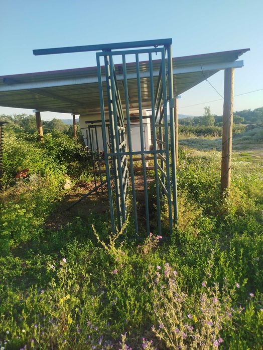 Manga vacas ou cavalos