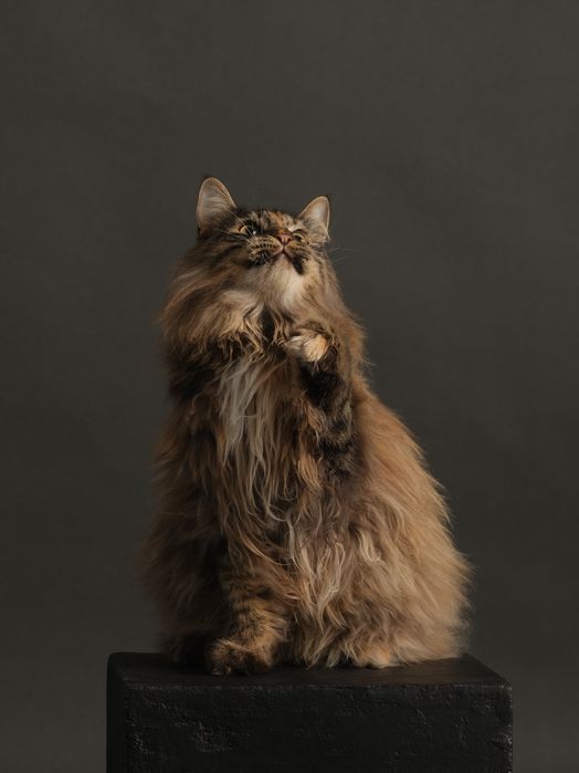 Дівчинка підліток породи КУРИЛЬСЬКИЙ БОБТЕЙЛ