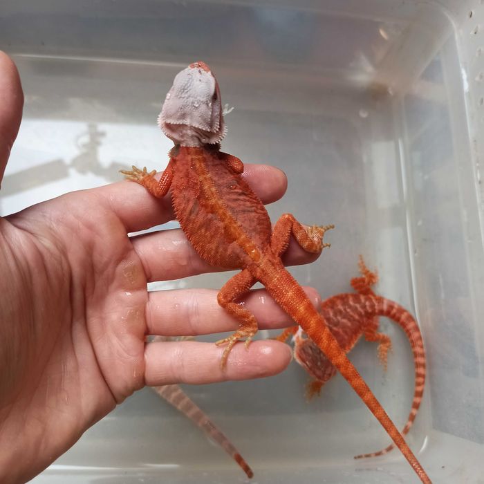 Agama brodata Gekon Jaszczurka dla początkującego zbożówka