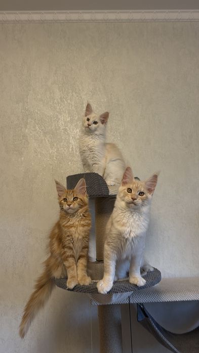 Кошенята Мейн Кун
