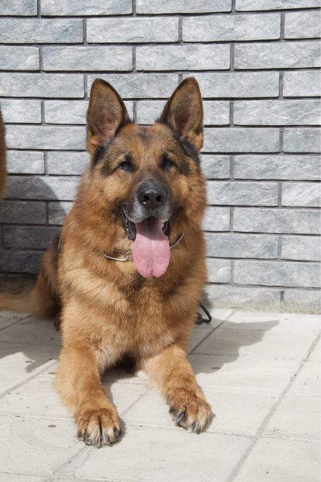 Цуценята німецької вівчарки