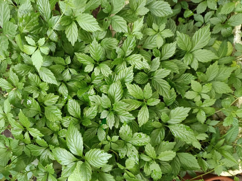 Jiaogulan, Erva da Imortalidade - Gynostemma pentaphyllum