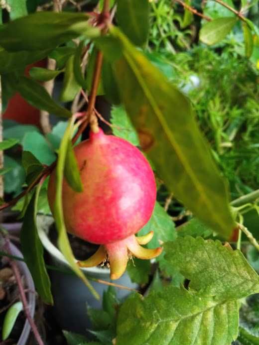 Гранат кімнатний низькорослий, насіння.