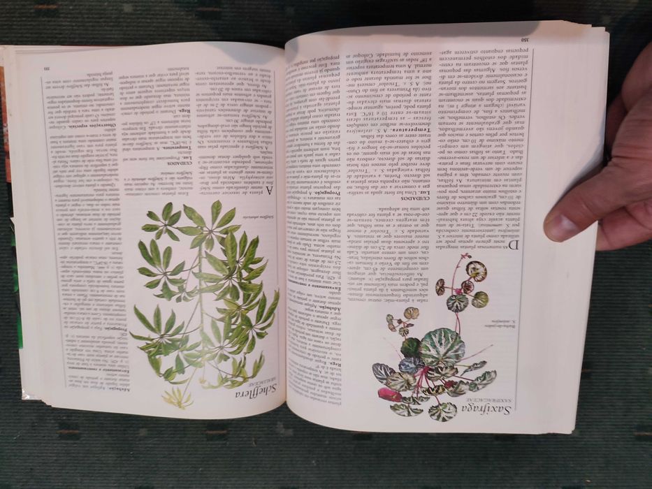 O Grande livro das Plantas de interior