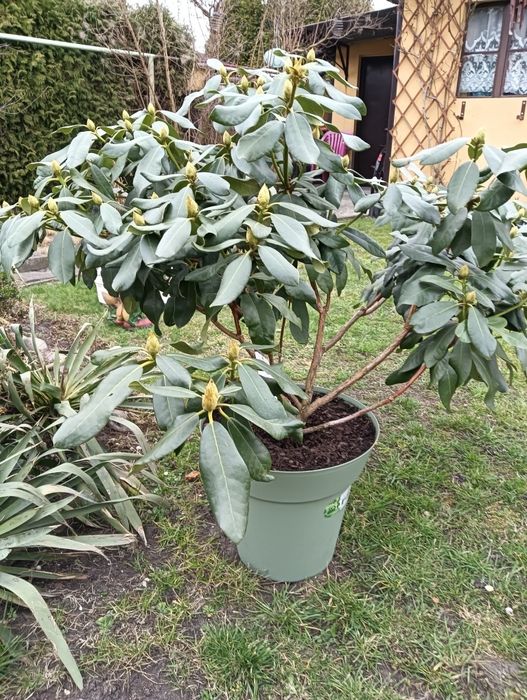 Rhododendron - czerwony, piękna duża sadzonka