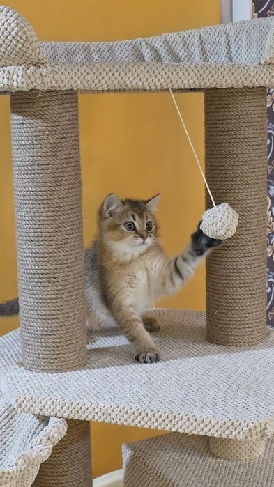 Котик  золота шиншила! Київ, Бориспіль, або відправлю в інше місто