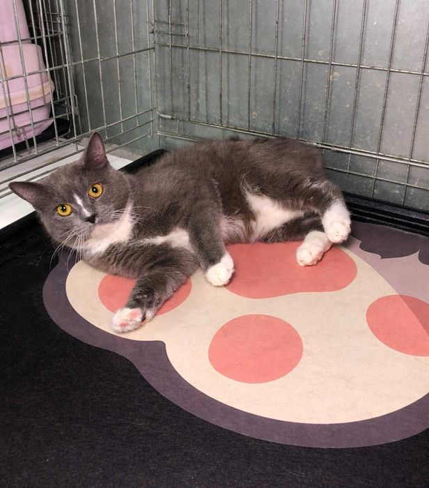 Ніжний котик Серко із зеленими очима та сріблясто-блакитною шубкою