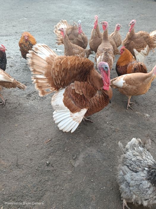 Індики, індички червоний бурбон!