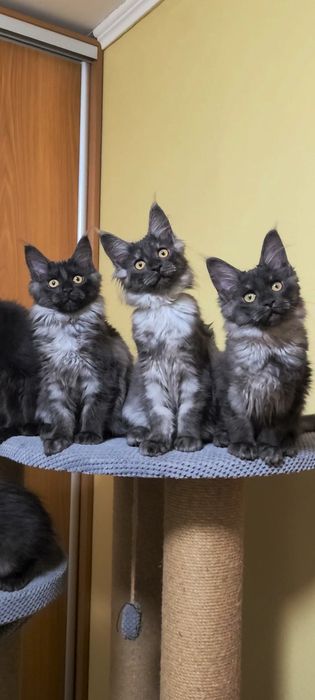 В продажі клубні кошенята 
 Мейн-кун
 Black smoke
 З документами.