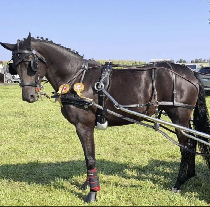 Klacz Wielkopolska po Glamourdale