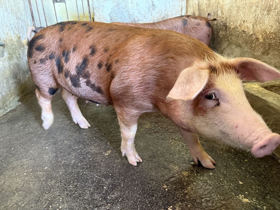 Porcos DUROC  80-120kg