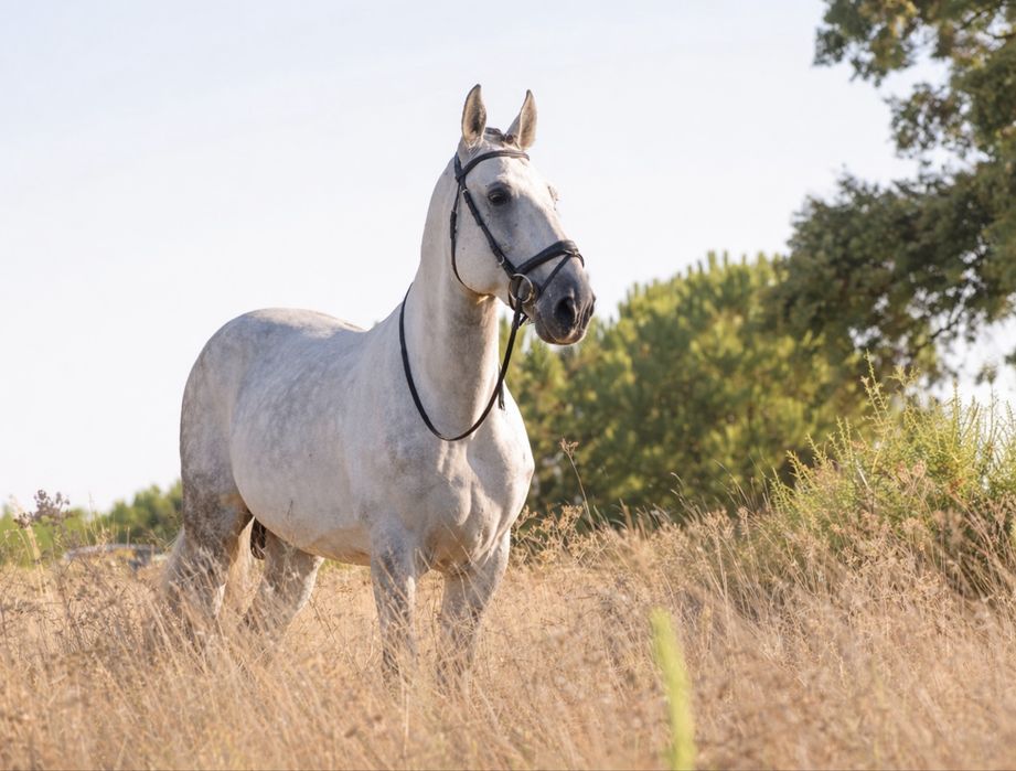 Cavalo Cruzado lusitano