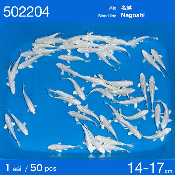 Продам карпов кои импорт с Японии