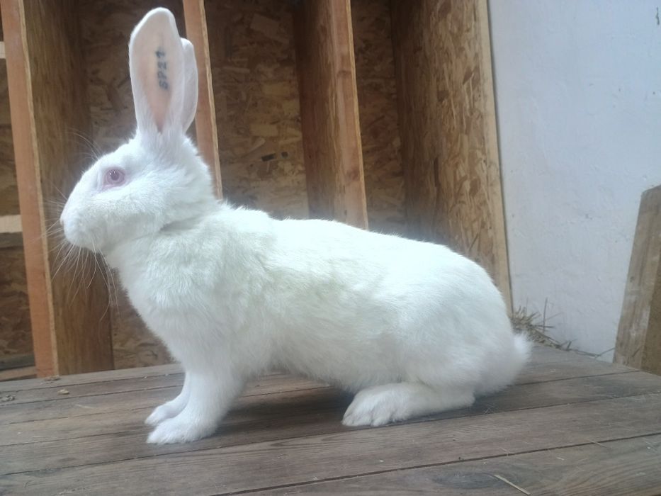 Królik króliki Termondzki Biały samce rodowód