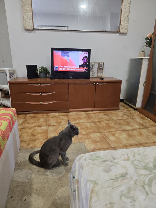 Para adopção responsável