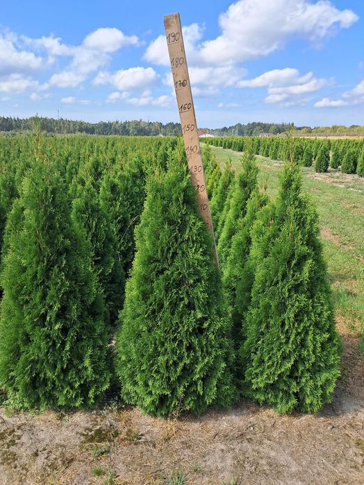 Tuja Szmaragd 140cm GAT 1, Bardzo gęste, Gwarancja przyjęcia, Szkółka, Dowóz
