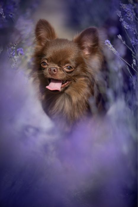 Кобель чихуахуа вязка