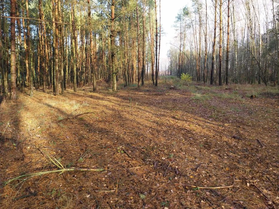 Działka budowlano-rekreacyjna 2000m2 z linią brzegową i lasem