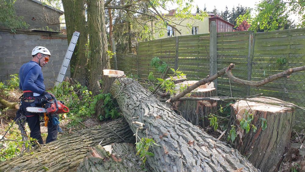 Wycinka drzew. Alpinistyczna. Przycinka drzew, RĘBAK