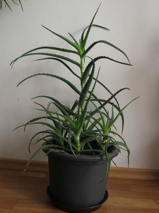Aloes, 70 cm, sukulent