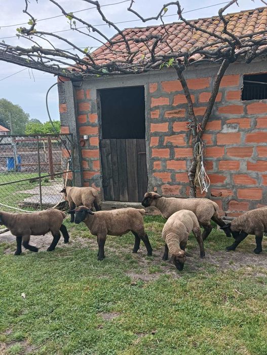 Borregos Suffolk Puros